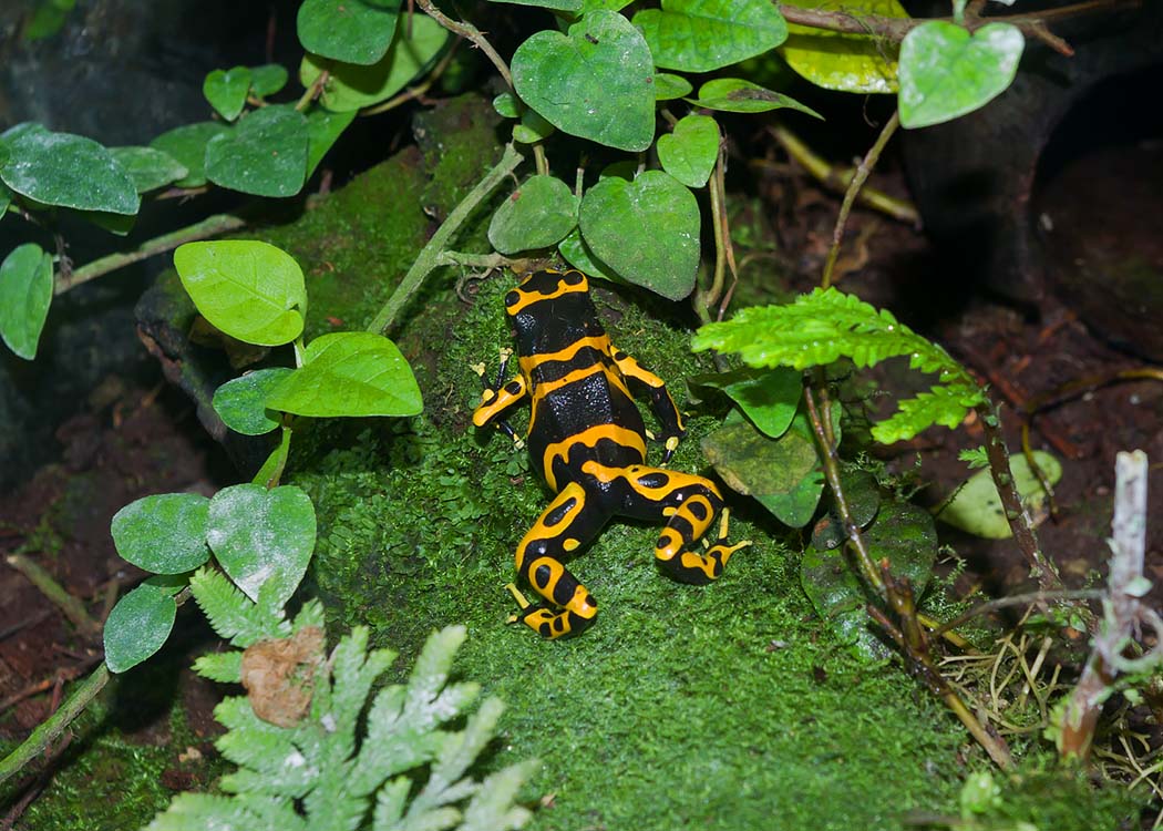 Non New England Animals