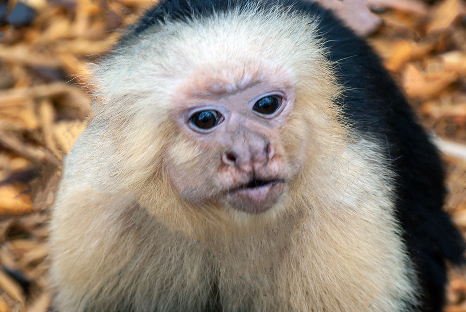 Non New England Animals