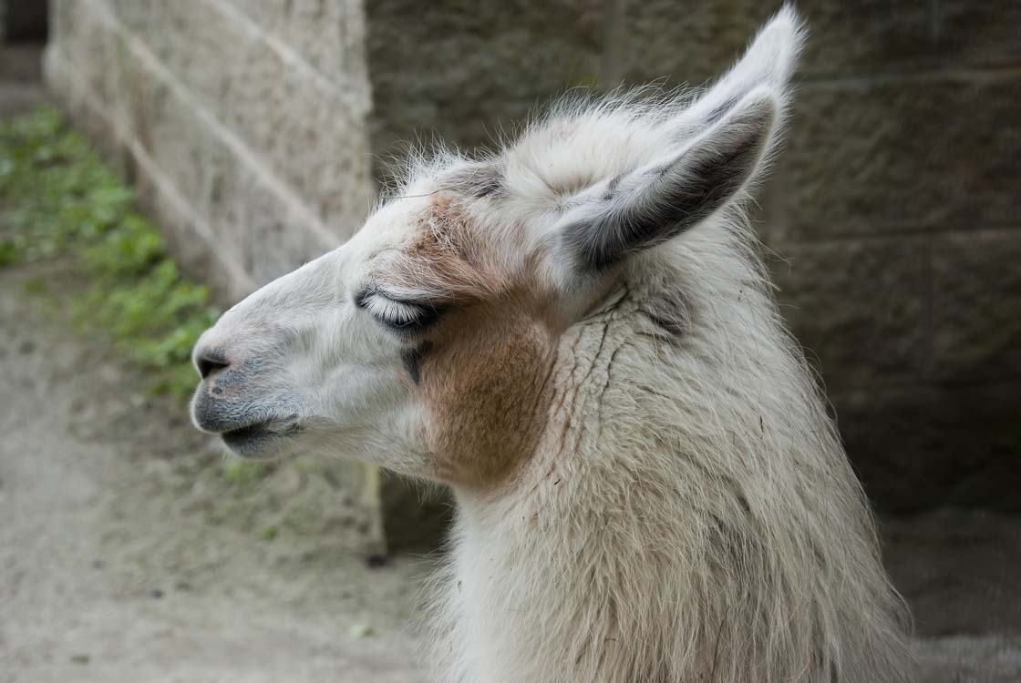 Non New England Animals