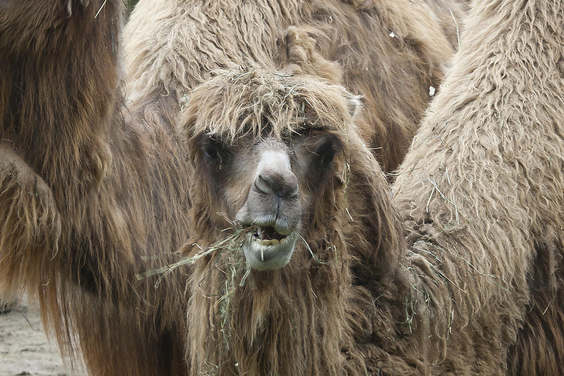 Non New England Animals