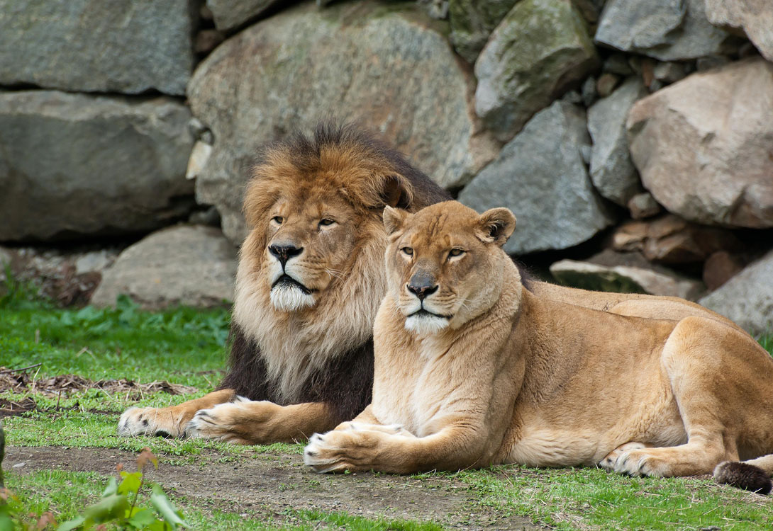 Non New England Animals