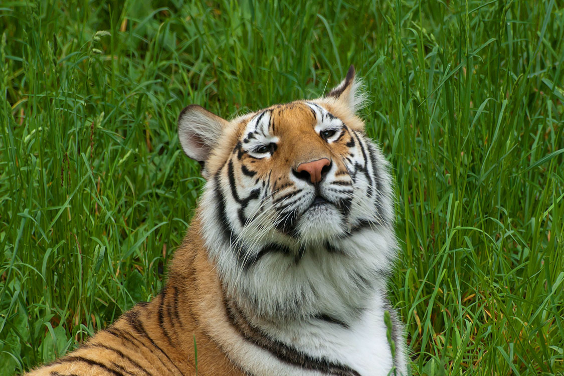 Non New England Animals