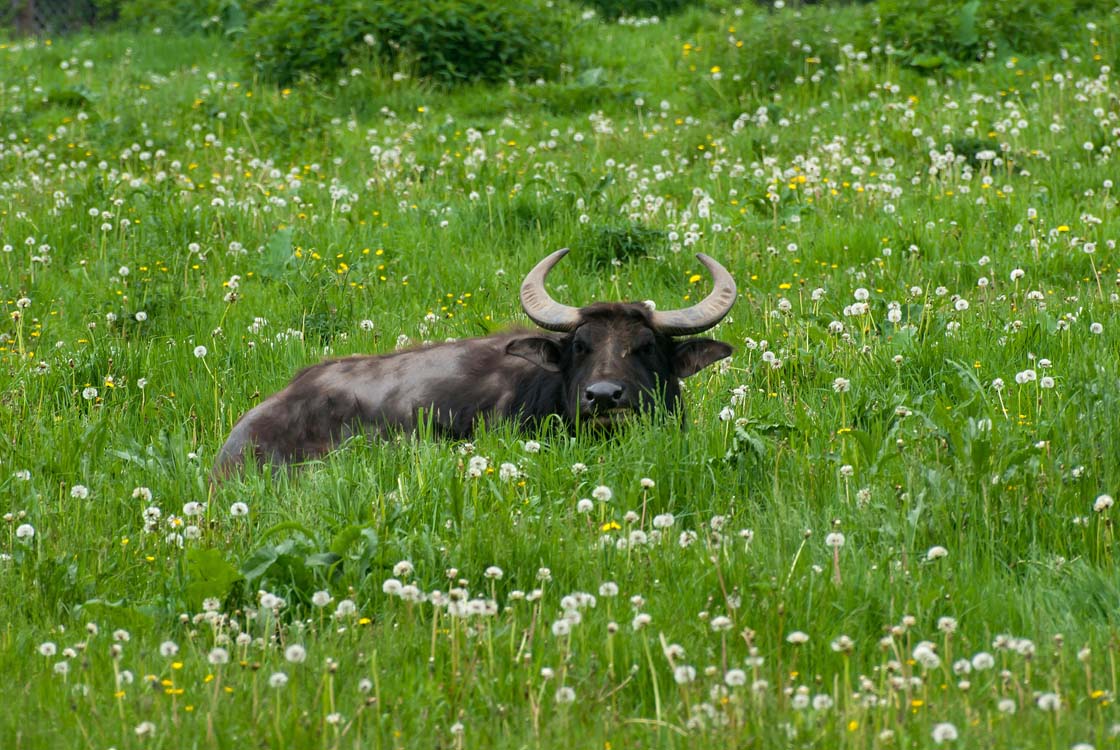 Non New England Animals