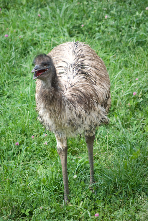 Non New England Animals