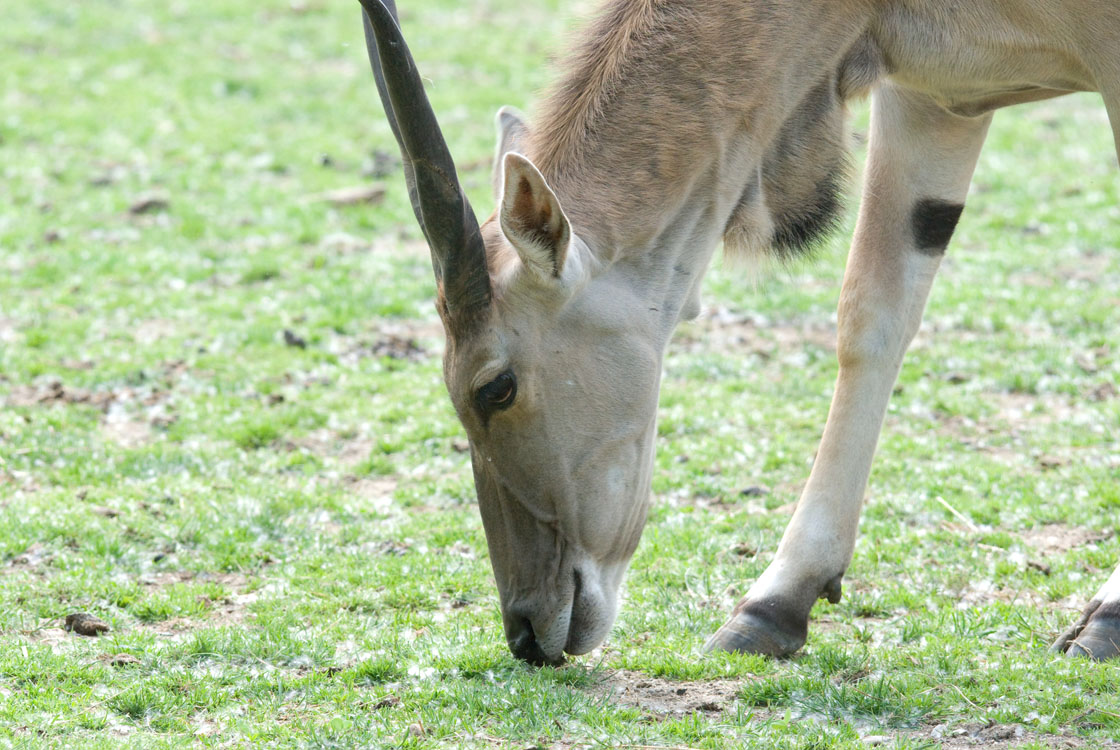Non New England Animals