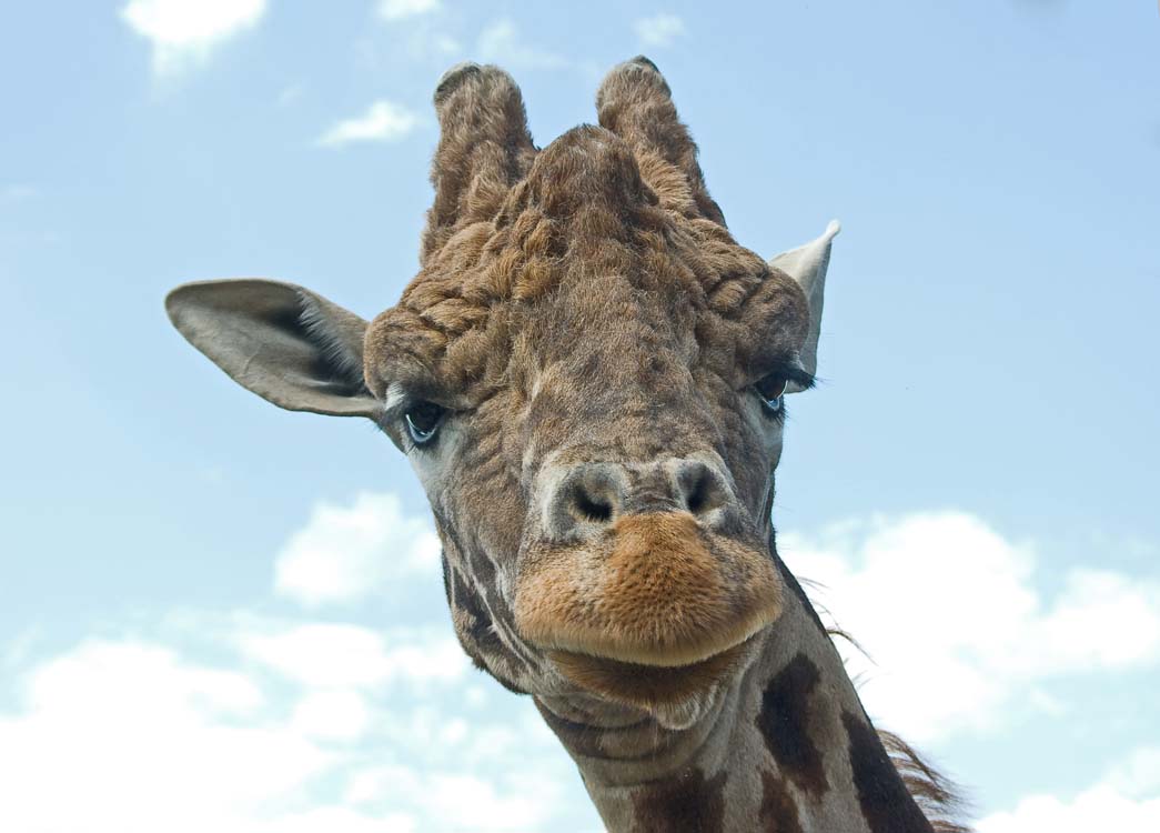 Non New England Animals