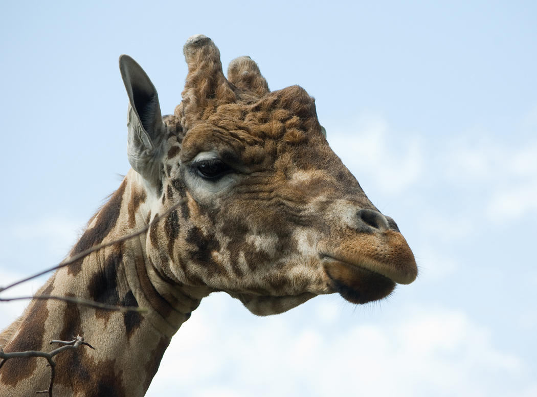 Non New England Animals