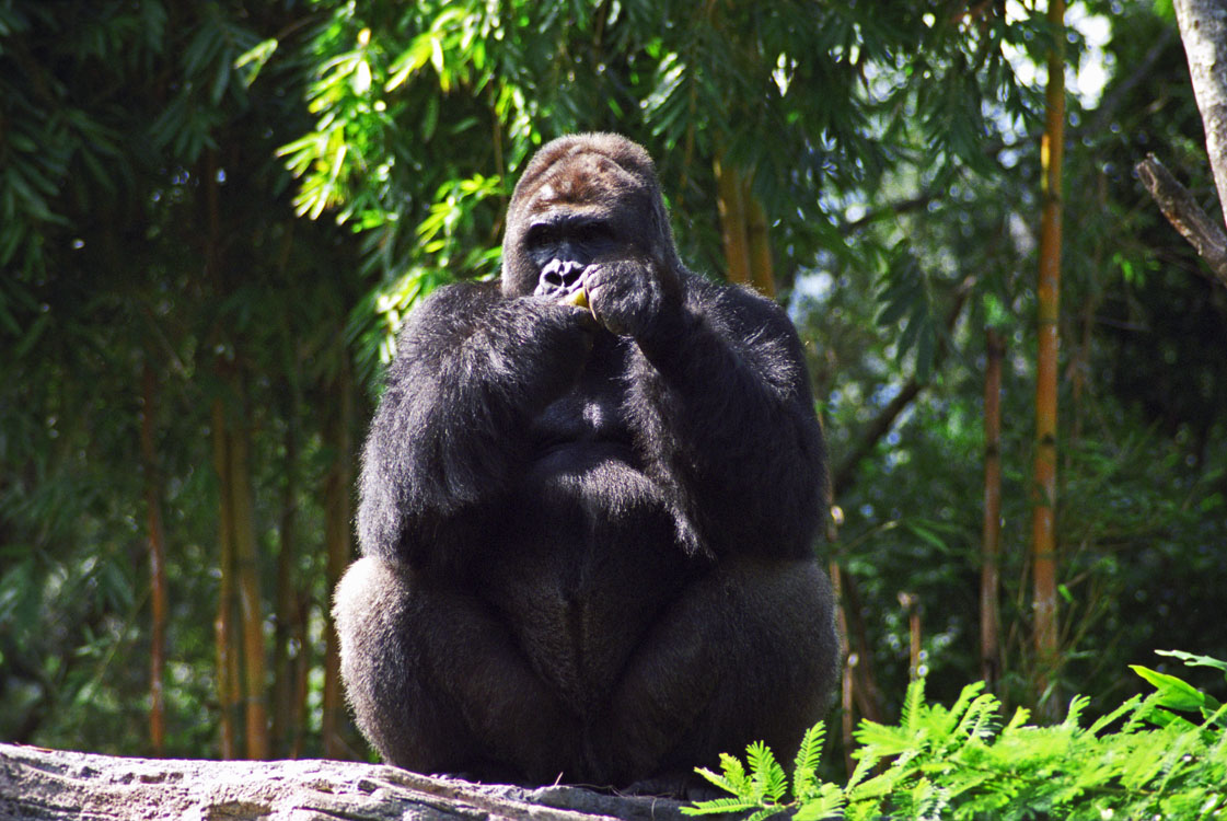 Non New England Animals