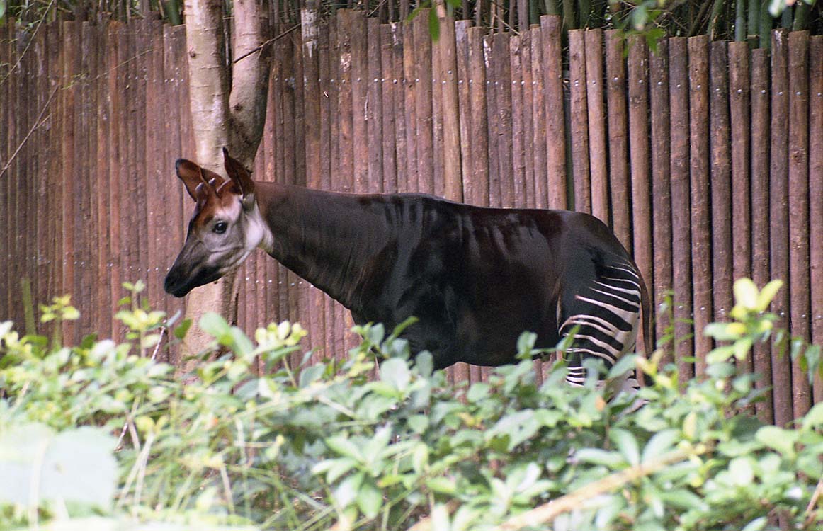 Non New England Animals