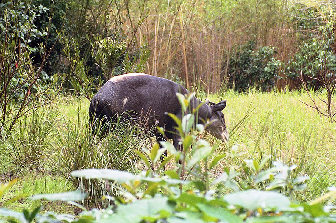 Non New England Animals