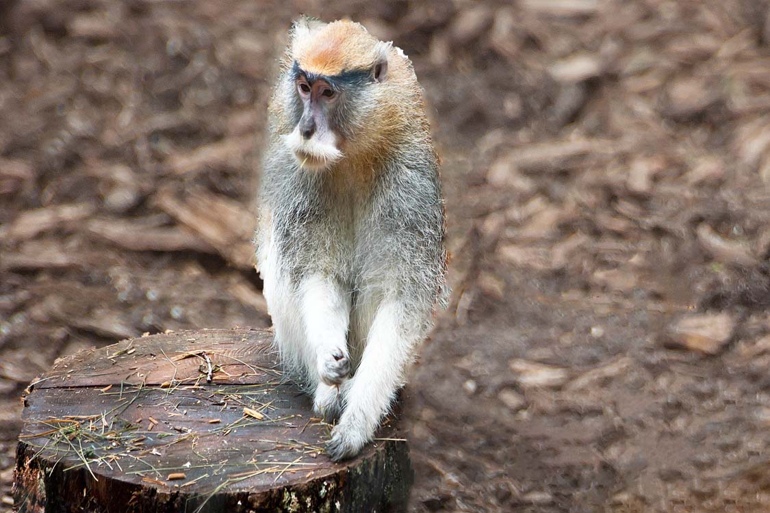 Non New England Animals