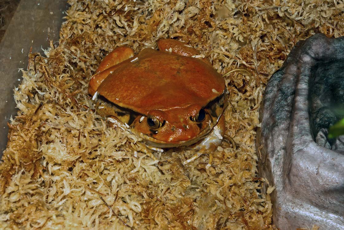 Non New England Animals