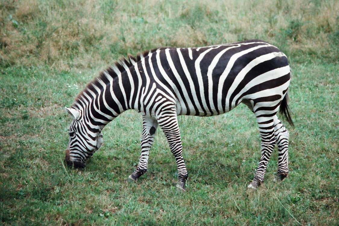 Non New England Animals